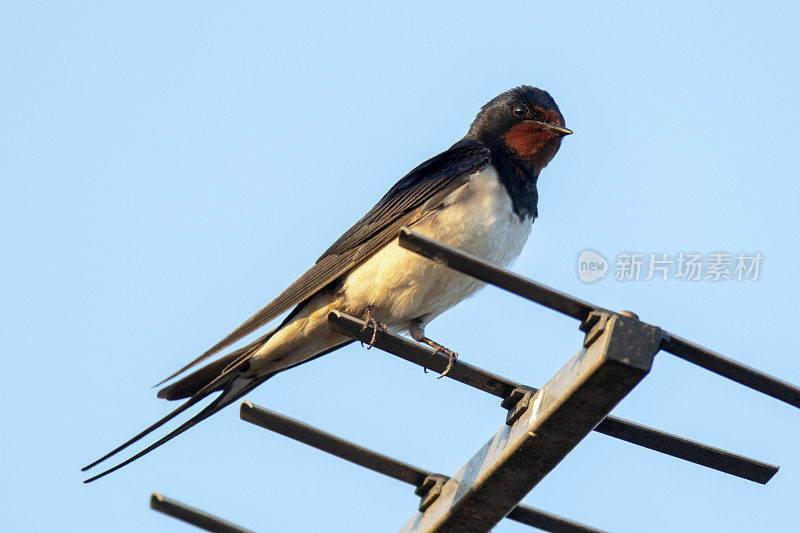 燕子(Hirundo rustica)